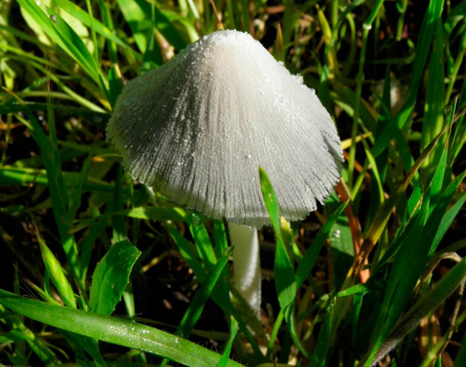 Навозник белоснежный