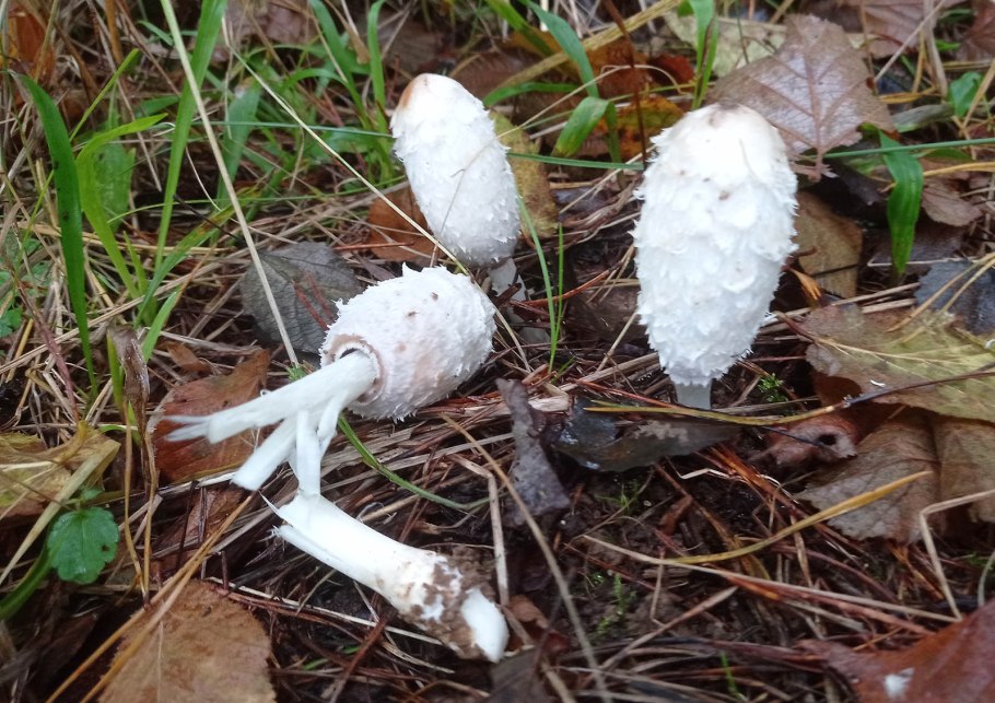 Гриб шампиньон навозник белый