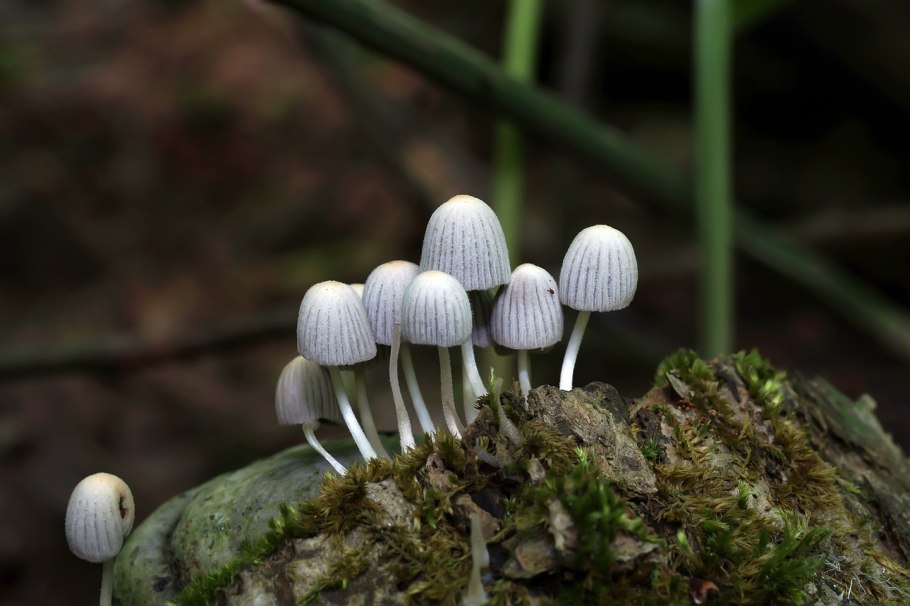 Coprinellus disseminatus грибы