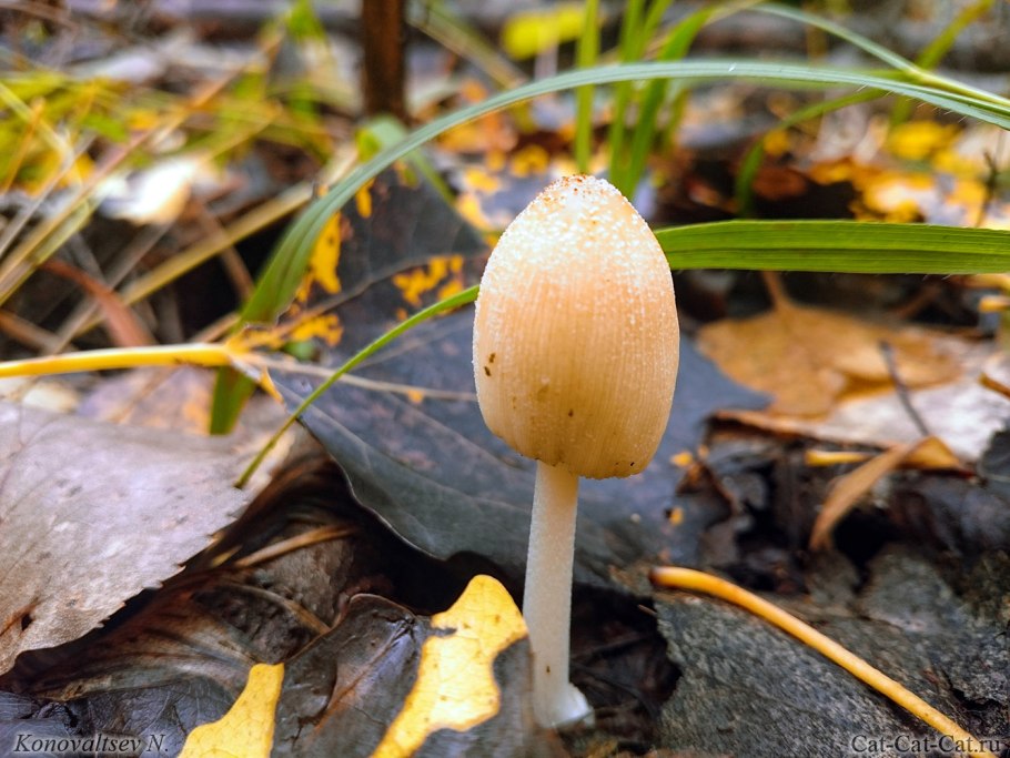 Гриб зонтик фото маленький