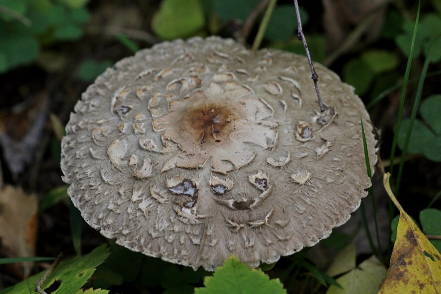 Гриб зонтик краснеющий chlorophyllum rhacodes