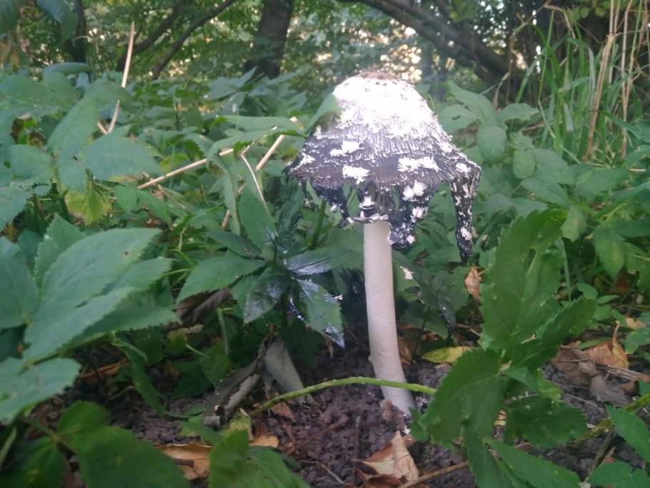 Гриб навозники гриб зонтик