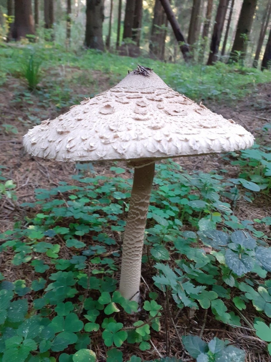 Гриб зонтик Грибоведы