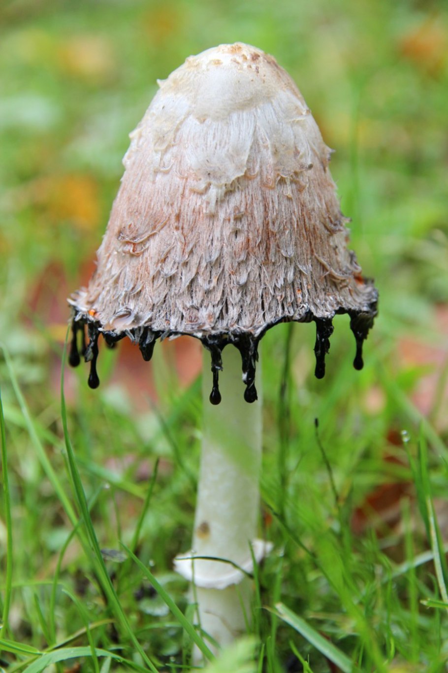 Навозник белый