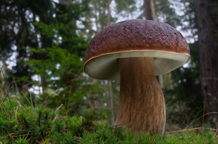 Ложный белый Боровик