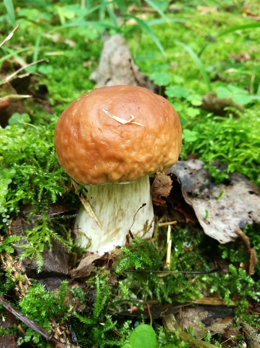Гриб Boletus