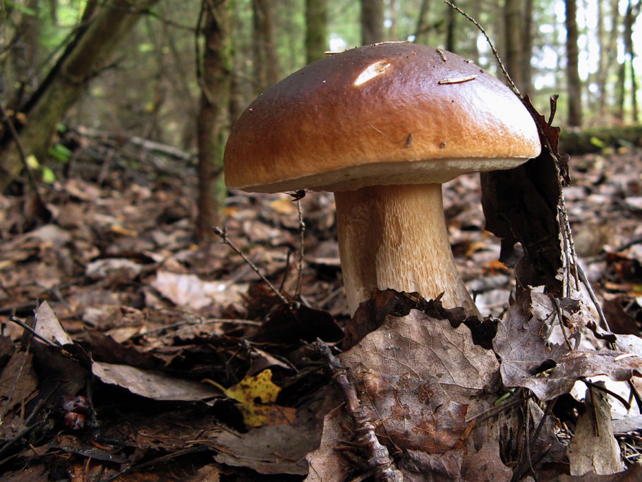 Гриб Эдулис