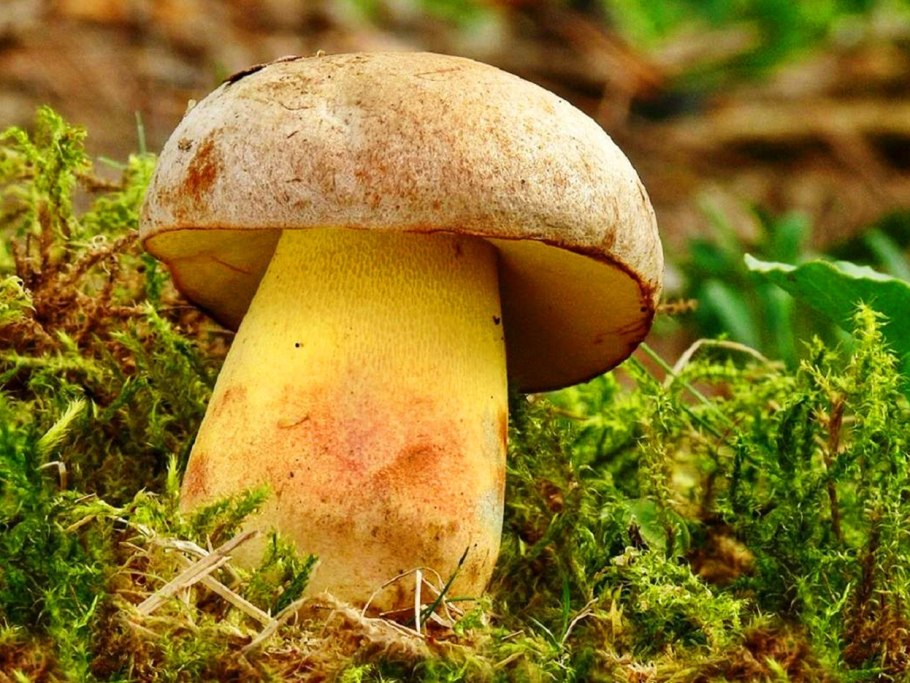 Боровик Фехтнера Boletus fechtneri