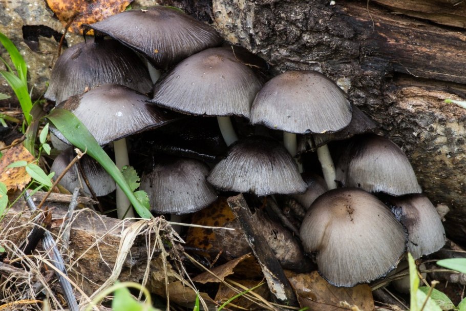 Гриб навозник серый