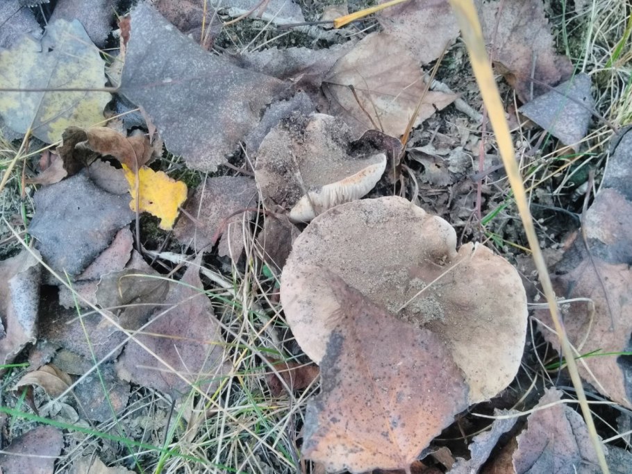 Жёлтые рядовки Тополевки