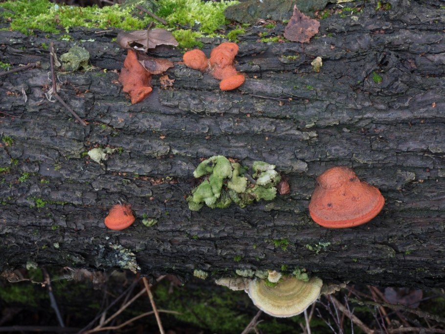Грибы свинухи подтопольники