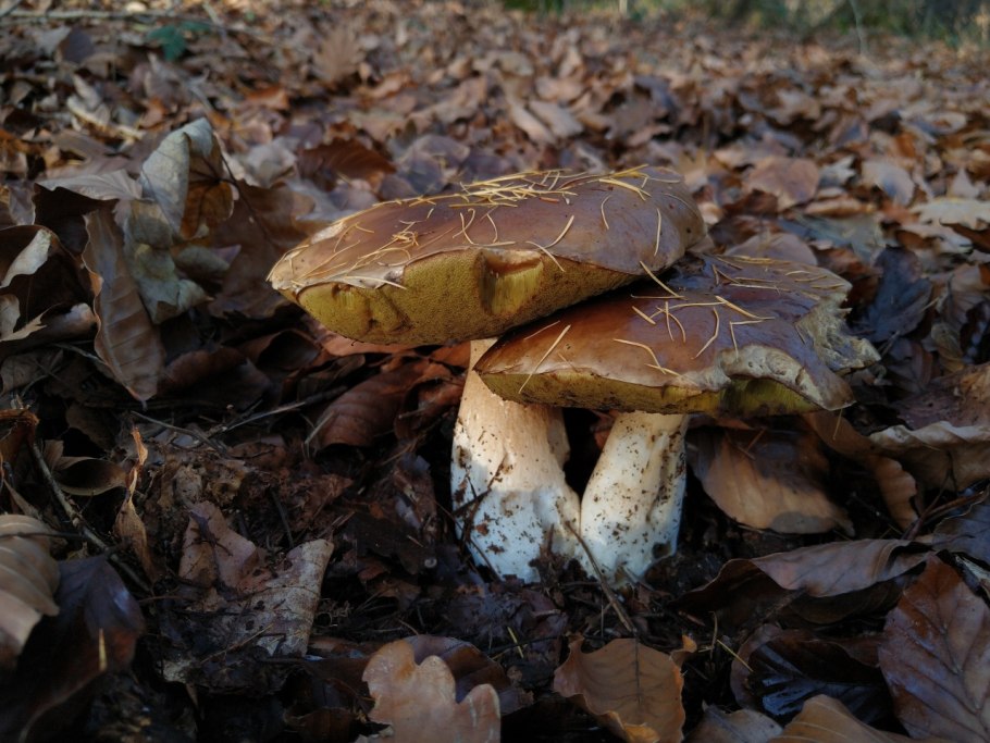 Топольки грибы фото