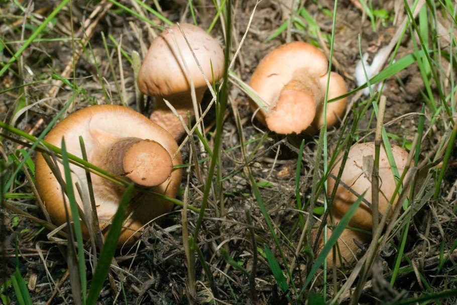 Опенок луговой