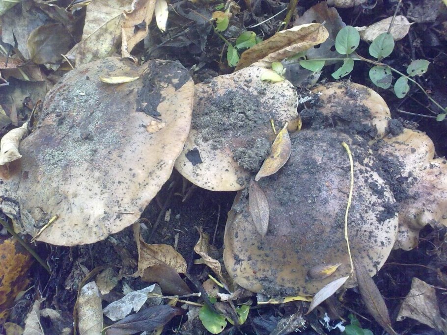 Грибы Тополевка рядовая