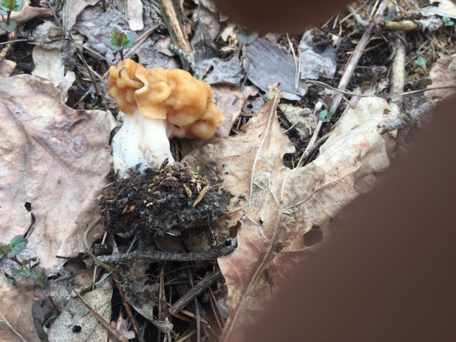 Грибы зеленушки песочники