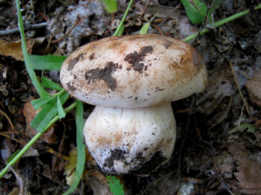 Рядовка Тополевая Tricholoma populinum