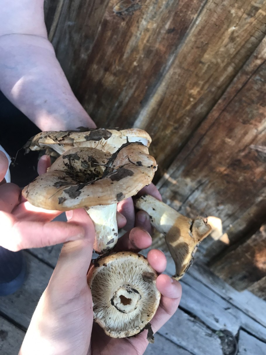 Гриб Топольник