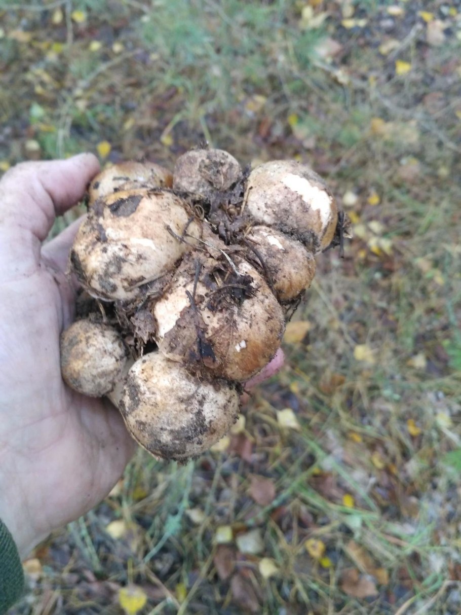 Рядовка Тополевая