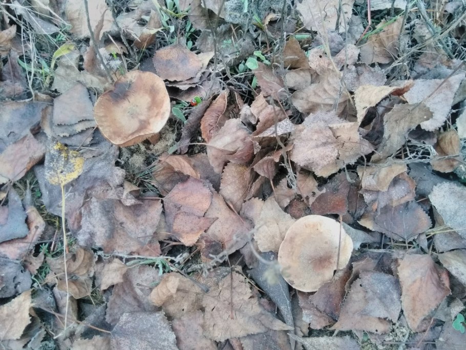 Тополевая дорожка грибы