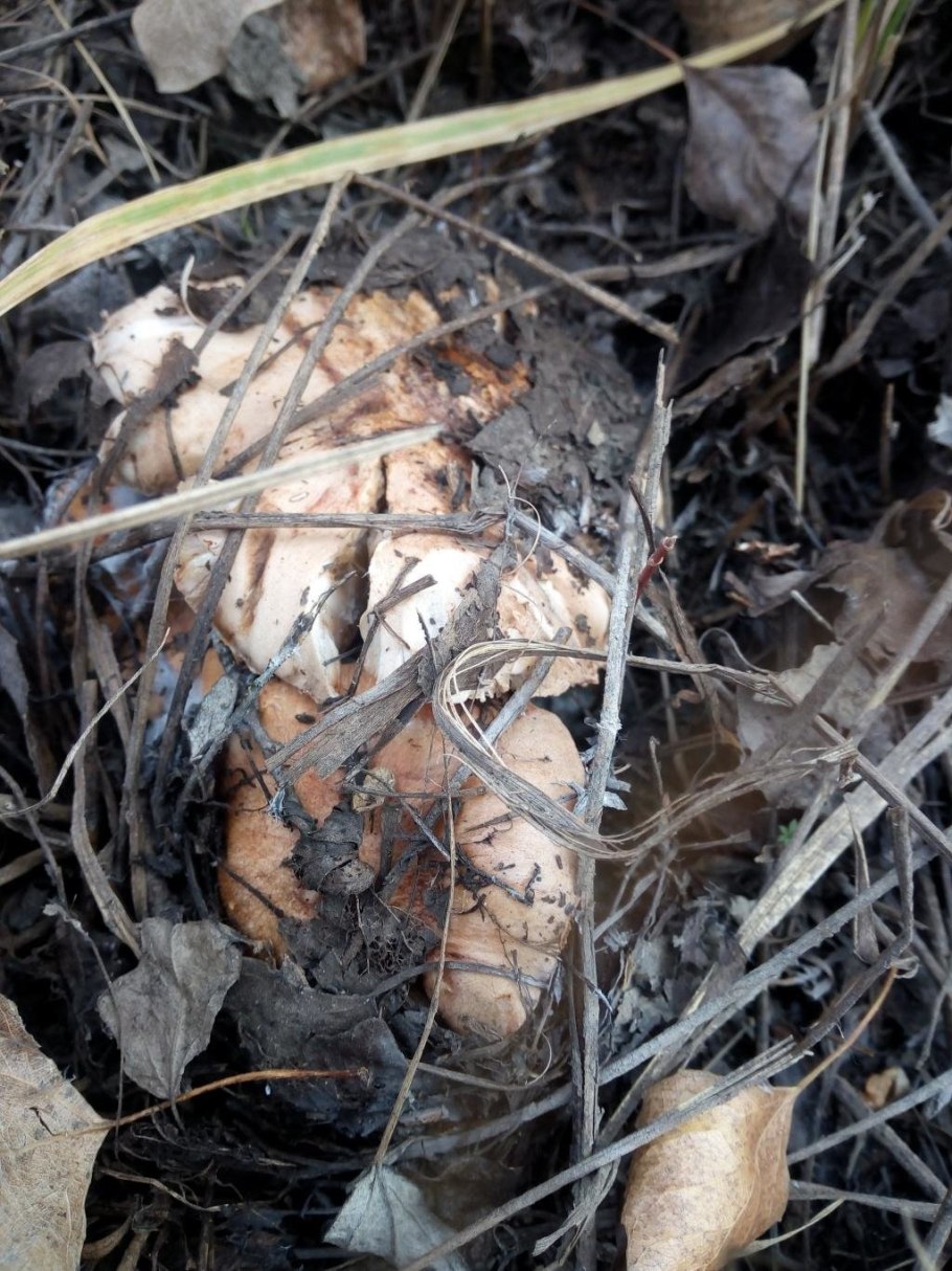 Гриб рядовка Тополевая