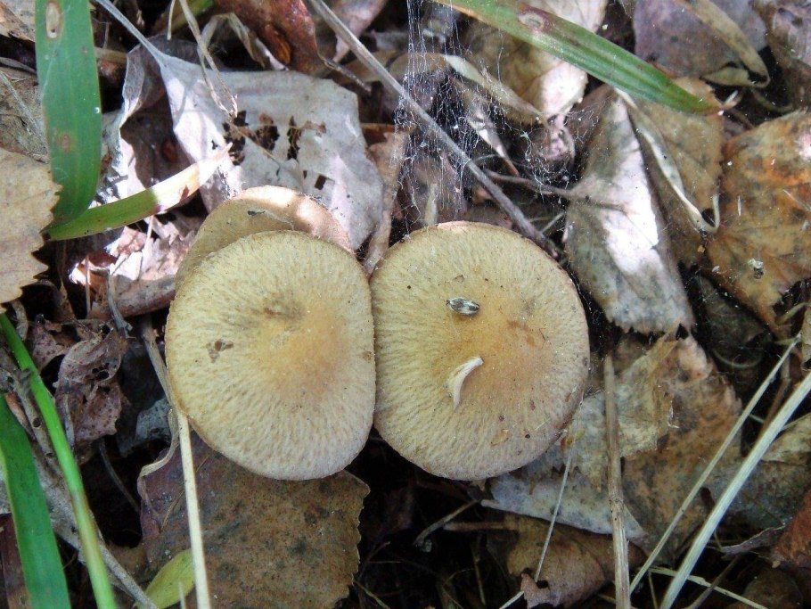 Гриб Тополевка рядовка