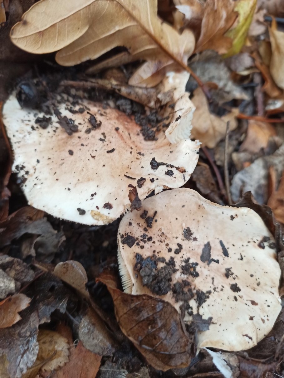 Гриб подтопольник в Сибири