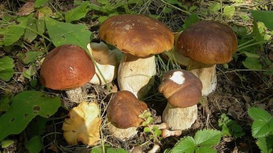 Подтопольники грибы