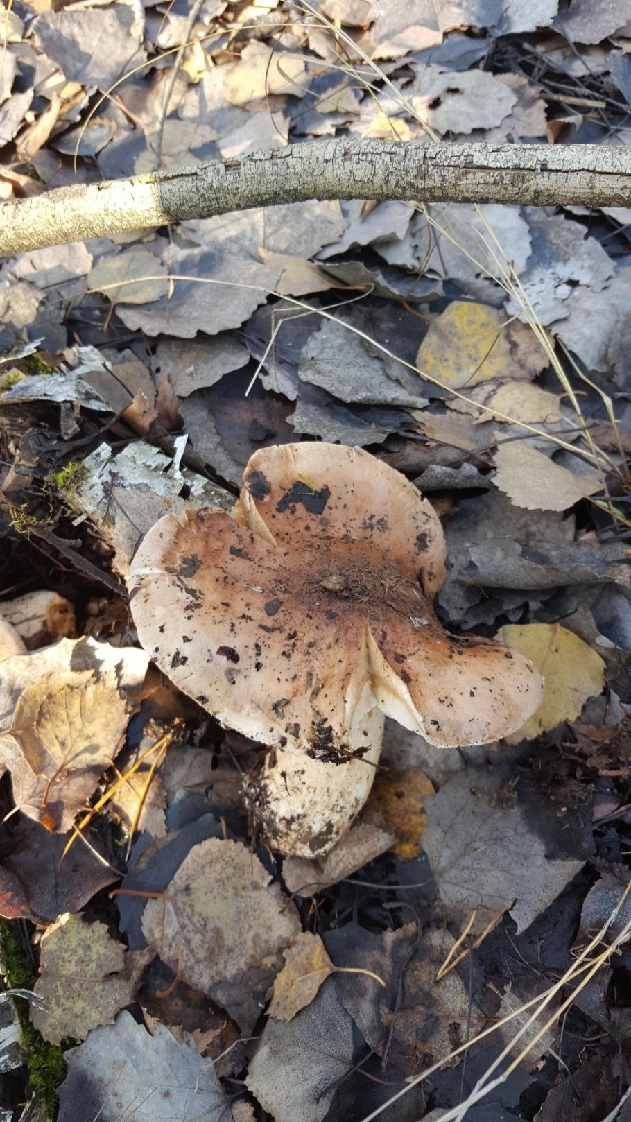 Рядовка Тополевая Tricholoma populinum