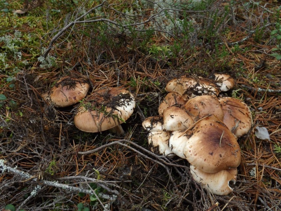 Рядовка погубленная Tricholoma pessundatum