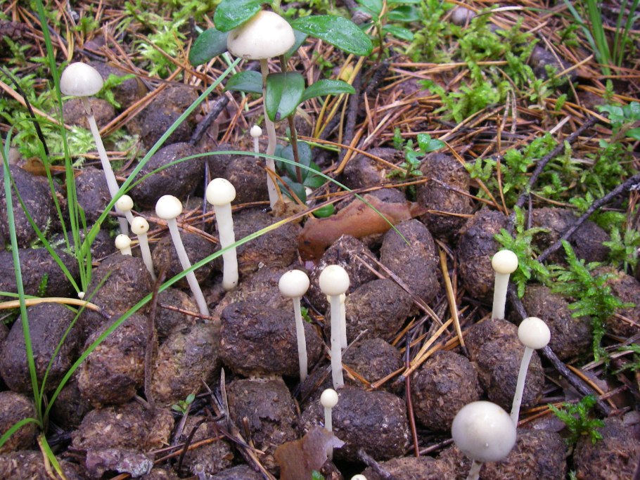 Гриб поганка красивая с росой