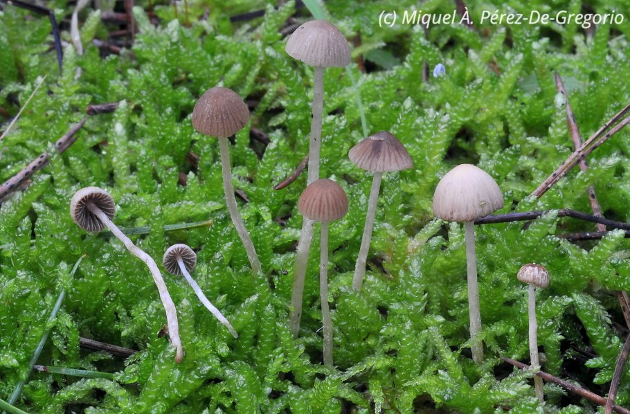 Псилоцибиновые грибы Мексики