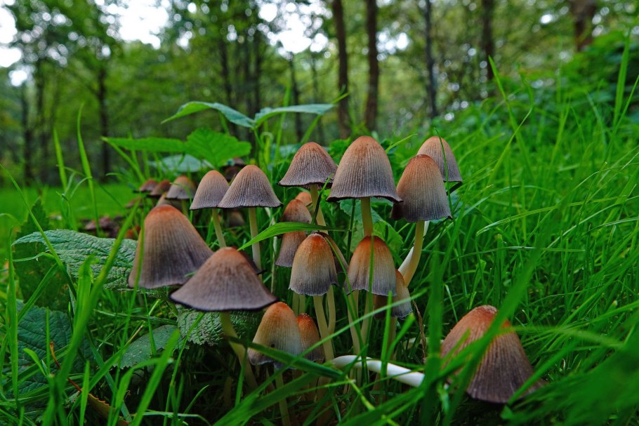 Псилоцибе Лесная