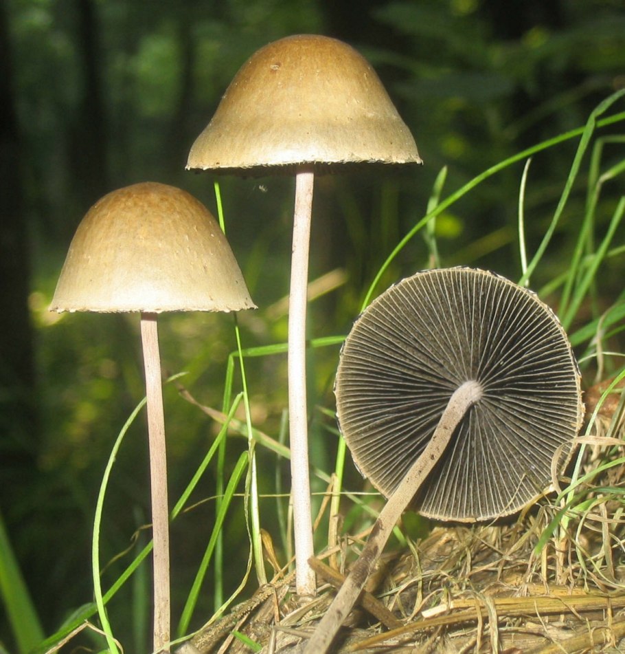Галлюциногенные грибы псилоцибин