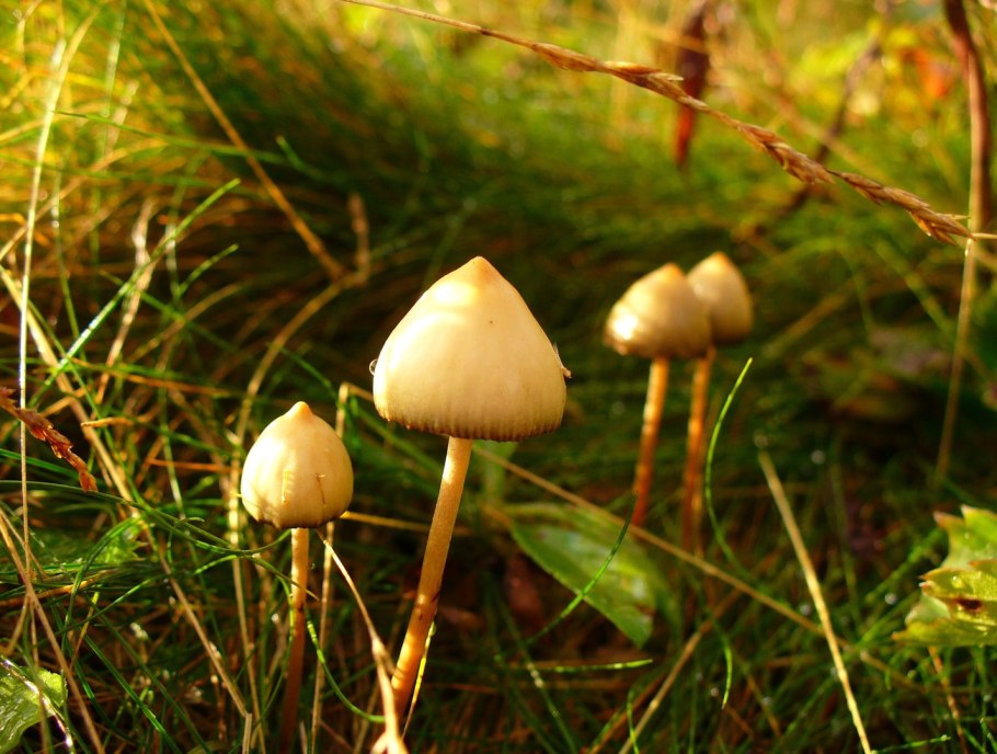 Грибы псилоцибе