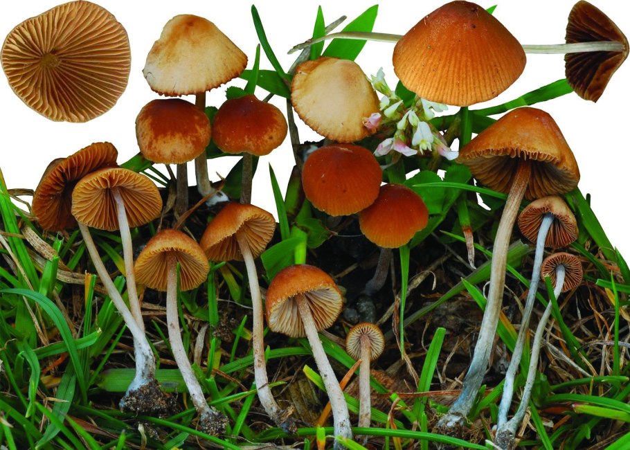 Псилоцибе Семиланцеата