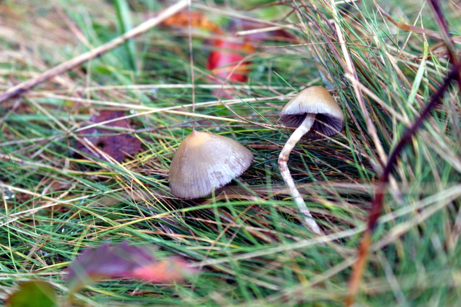 Грибы псилоцибин