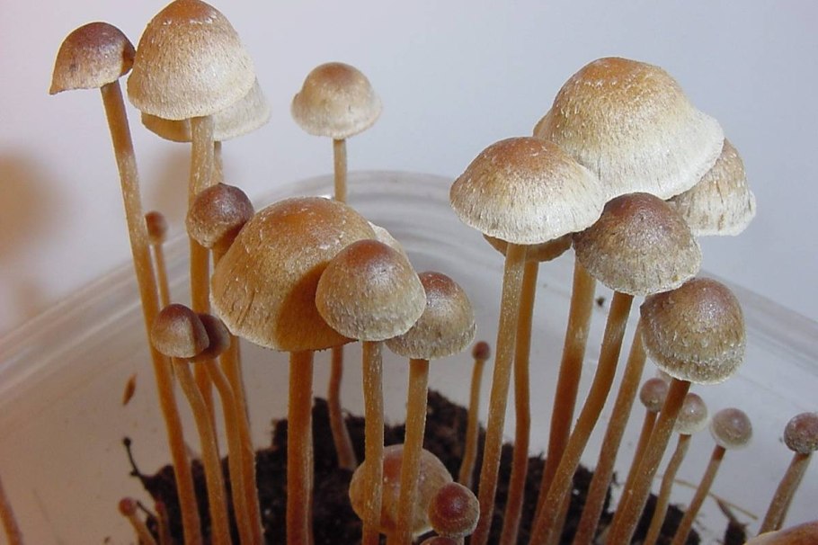 Уральские псилоцибиновые грибы