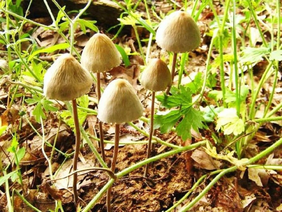 Гриб псилоцибе полуланцетовидная