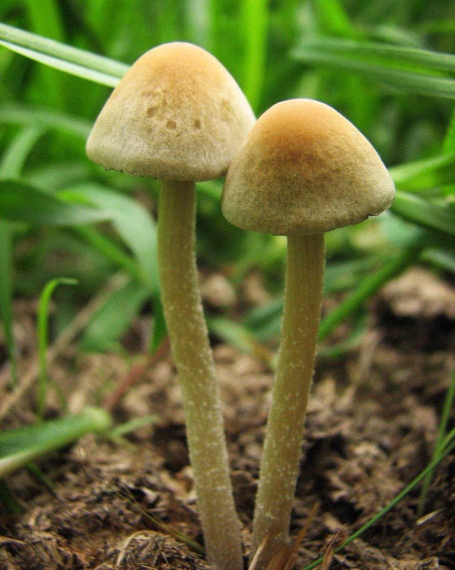 Псилоцибин дикий