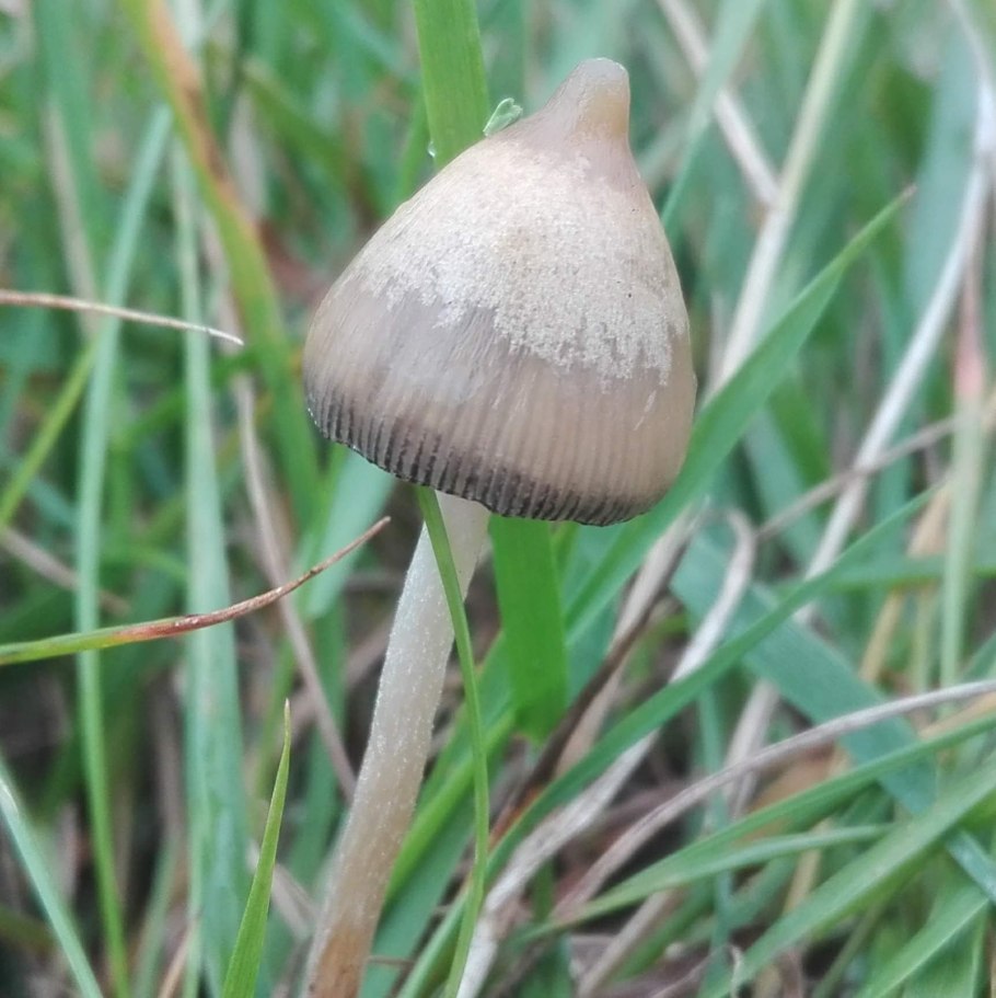 Псилоцибе Семиланцеата