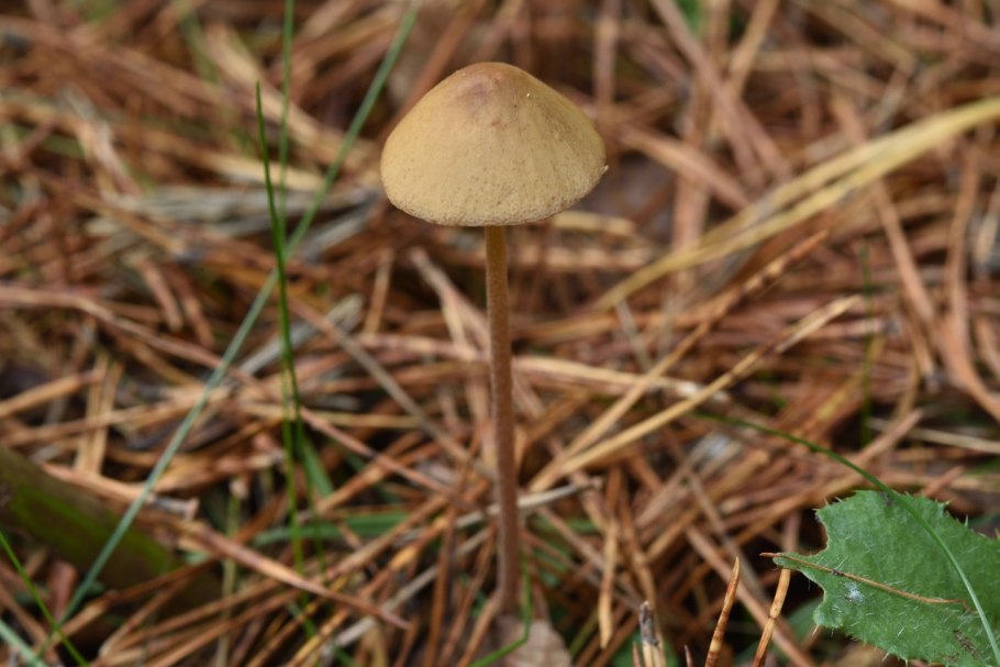 Псилоцибе полуланцетовидная сушеные