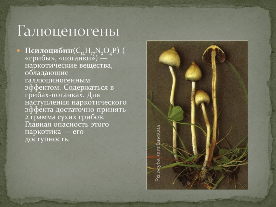 Гриб псилоцибе полуланцетовидная