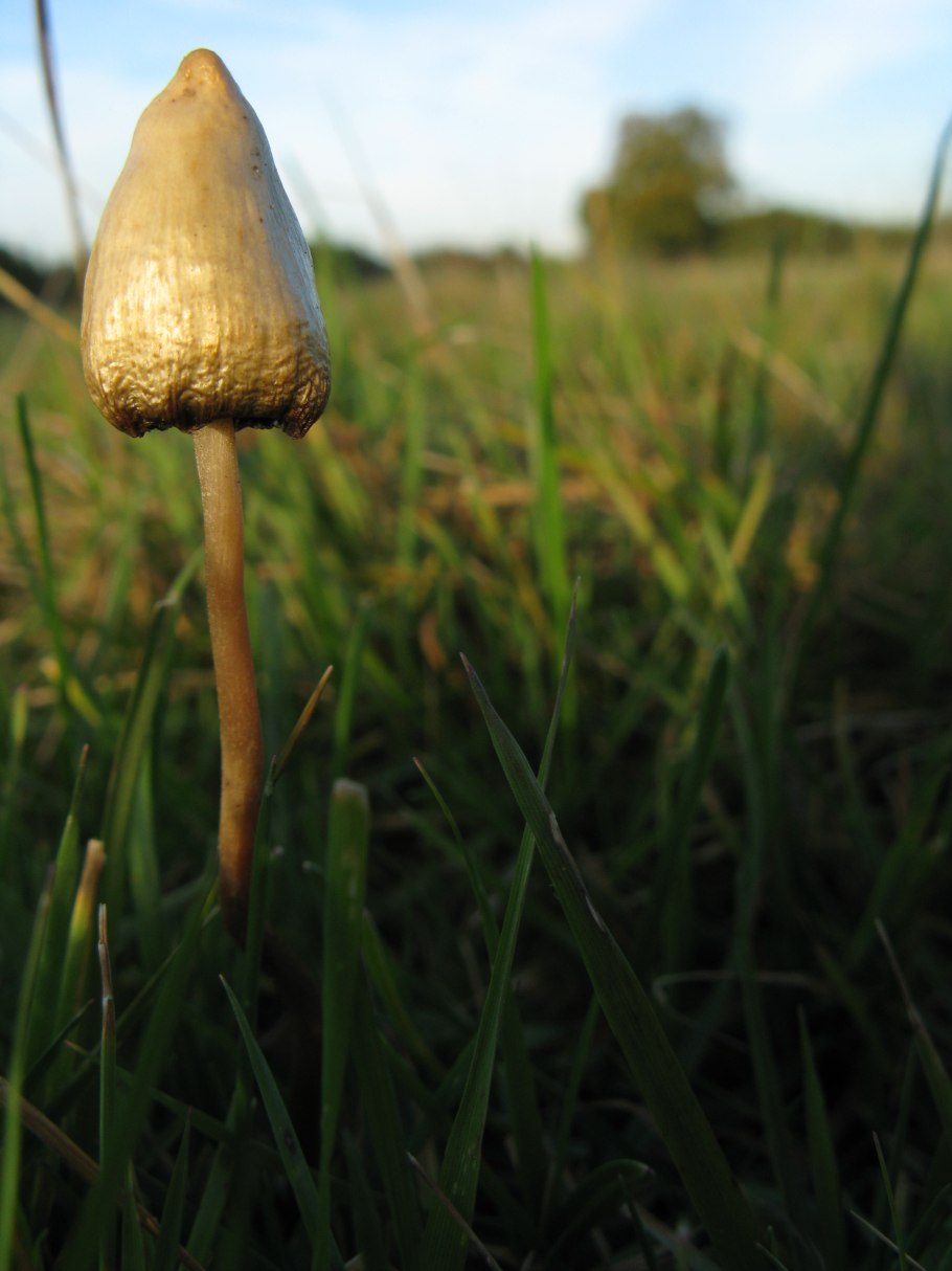 Psilocybe cyanescens гриб