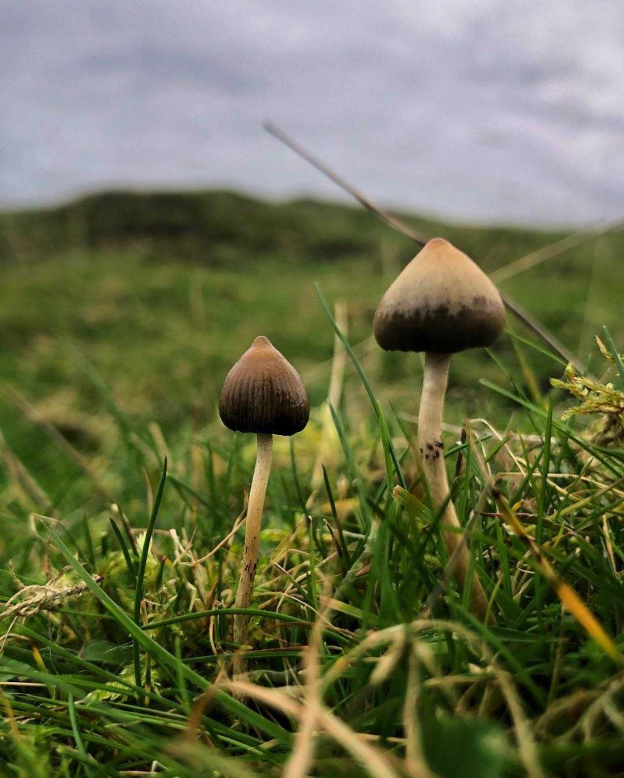 Кубенсис мексикана