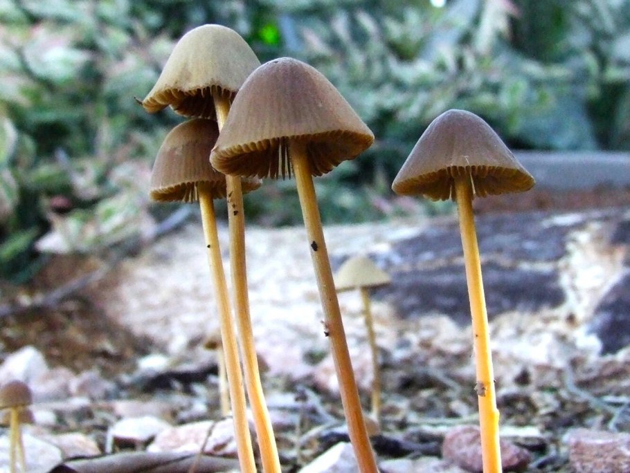 Псилоцибиновый гриб