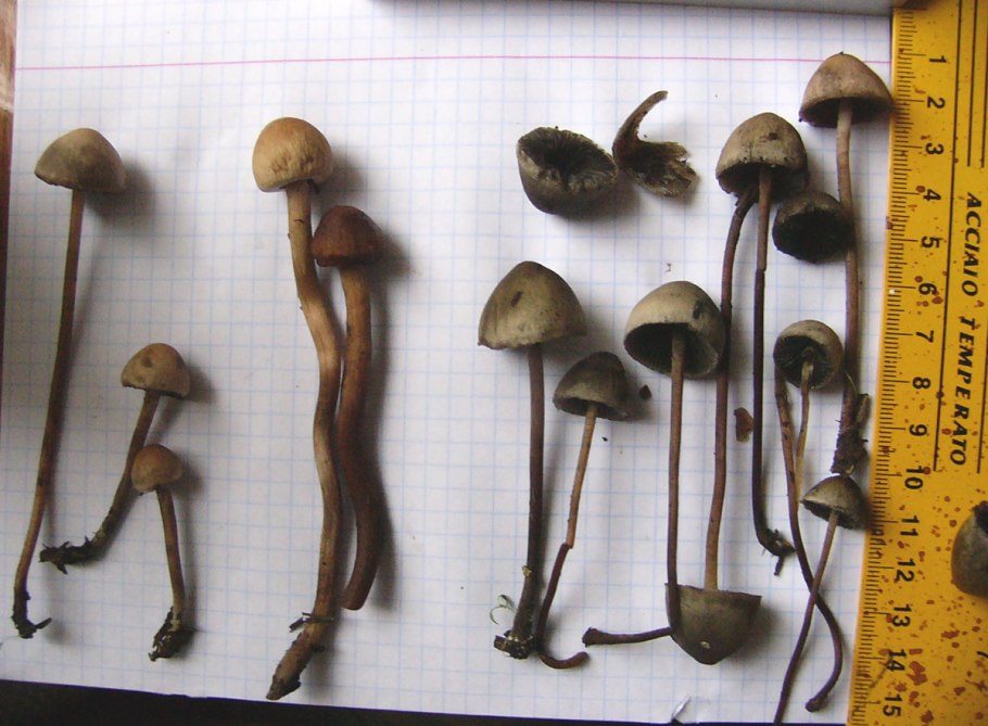 Псилоцибиновые(галлюциногенные) грибы