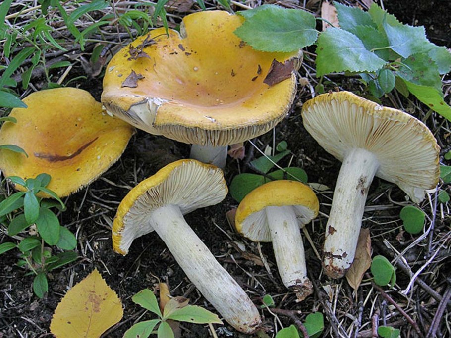 Russula claroflava