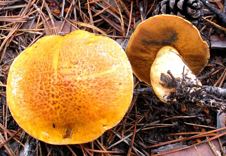 Маслёнок желто-бурый Suillus variegatus