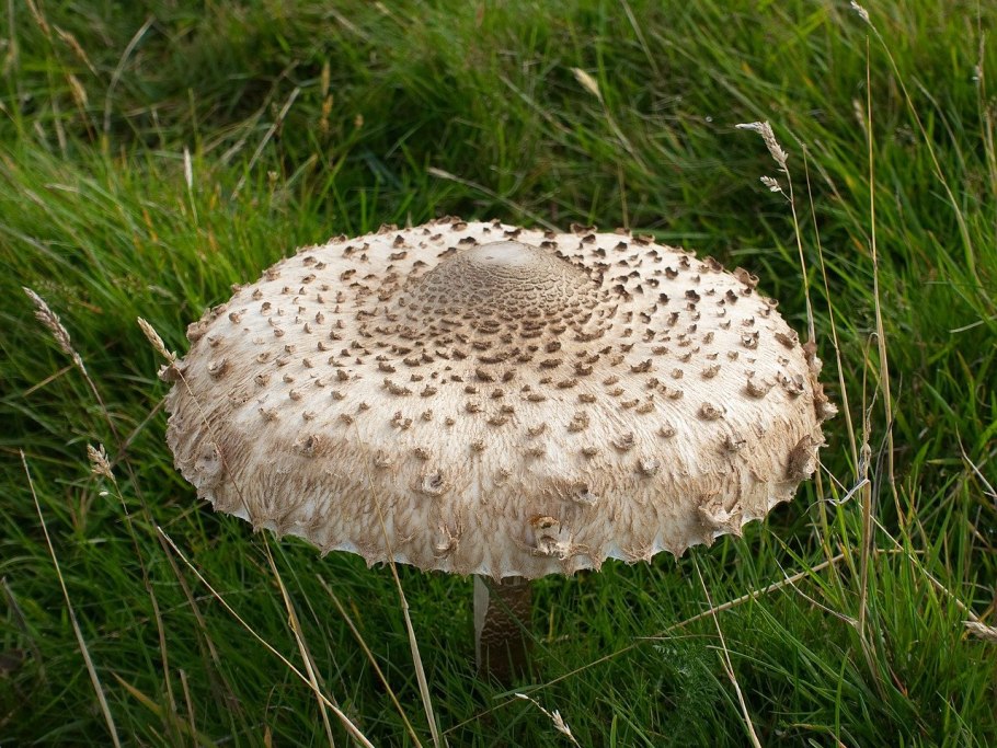 Macrolepiota procera гриб
