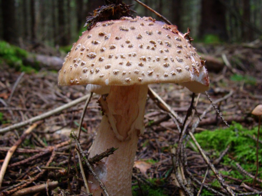 Мухомор съедобный гриб